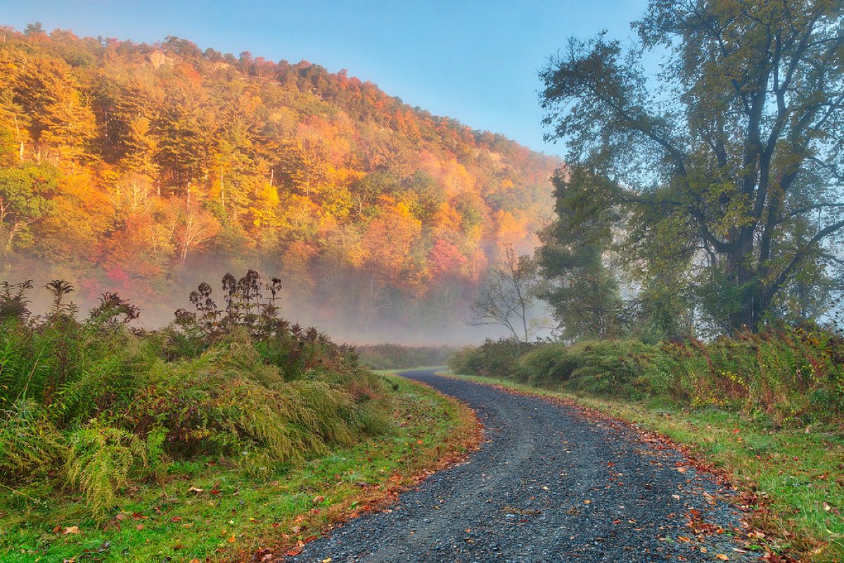 A quiet country road curving forward through misty autumn trees at dawn
