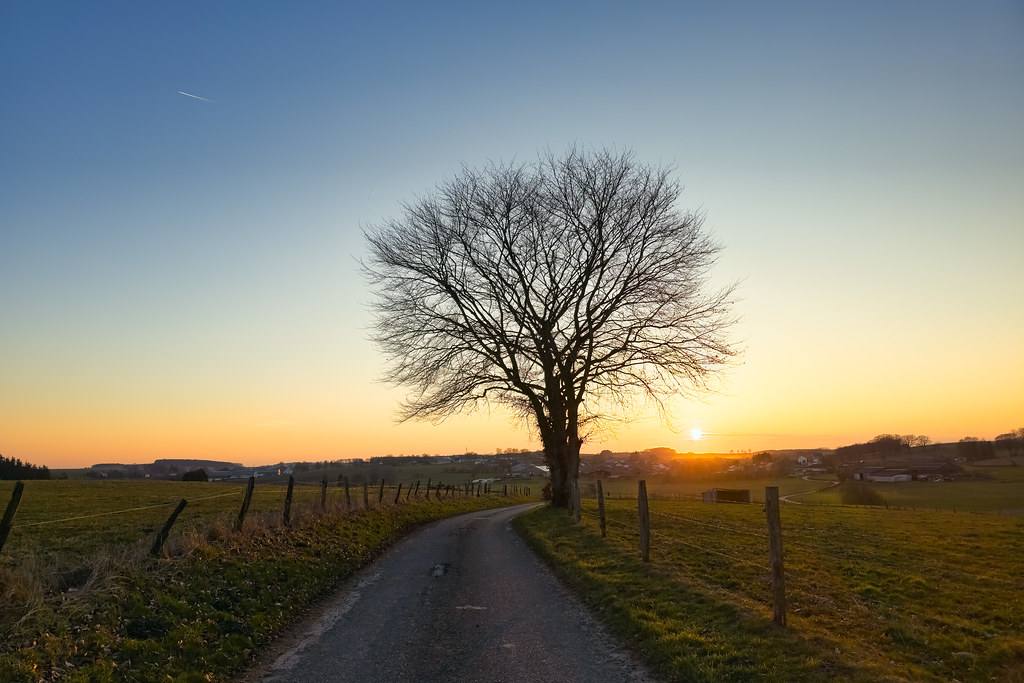 A country road bending toward sunrise, a lone tree beside it