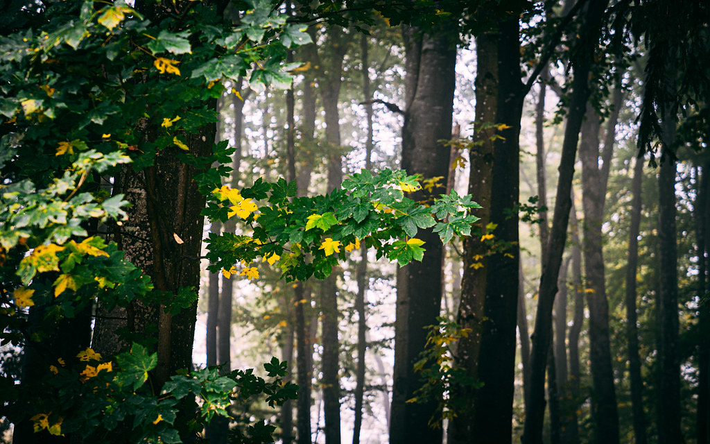 Soft daylight through a quiet, misty stand of trees